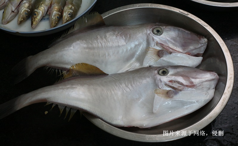 馬來(lái)西亞冷凍魚(yú)進(jìn)口報關(guān)費用到廣州南沙海運案例